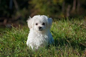 Nos amis les chiens