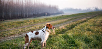 SOCIETE DE CHASSE