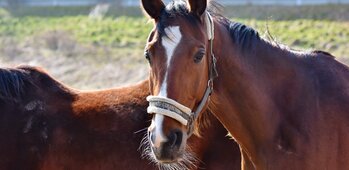 LES CAVALIERS DE LA FENIERE